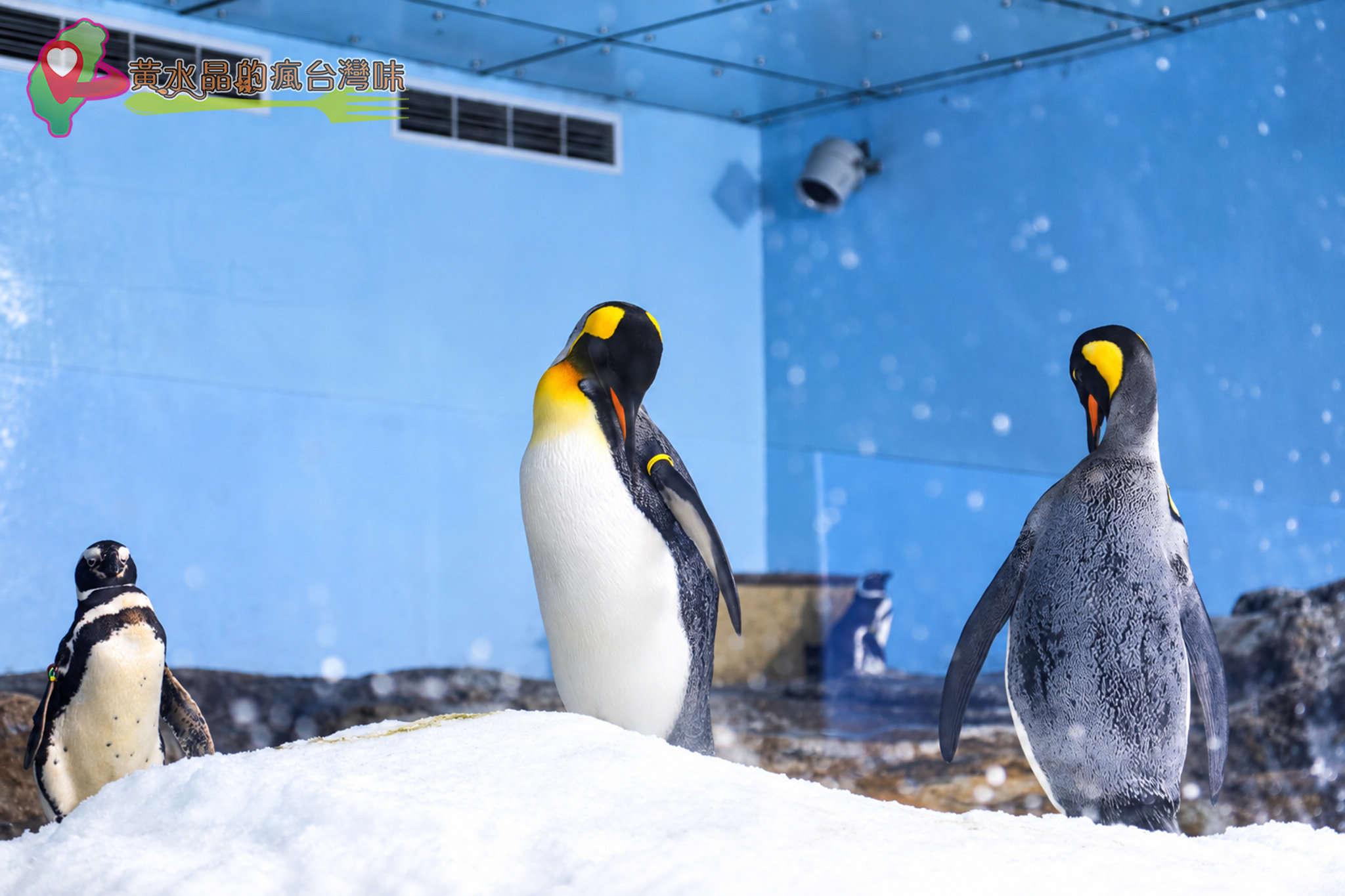 Xpark水族館|企鵝奇遇 Xpark水族館|企鵝奇遇