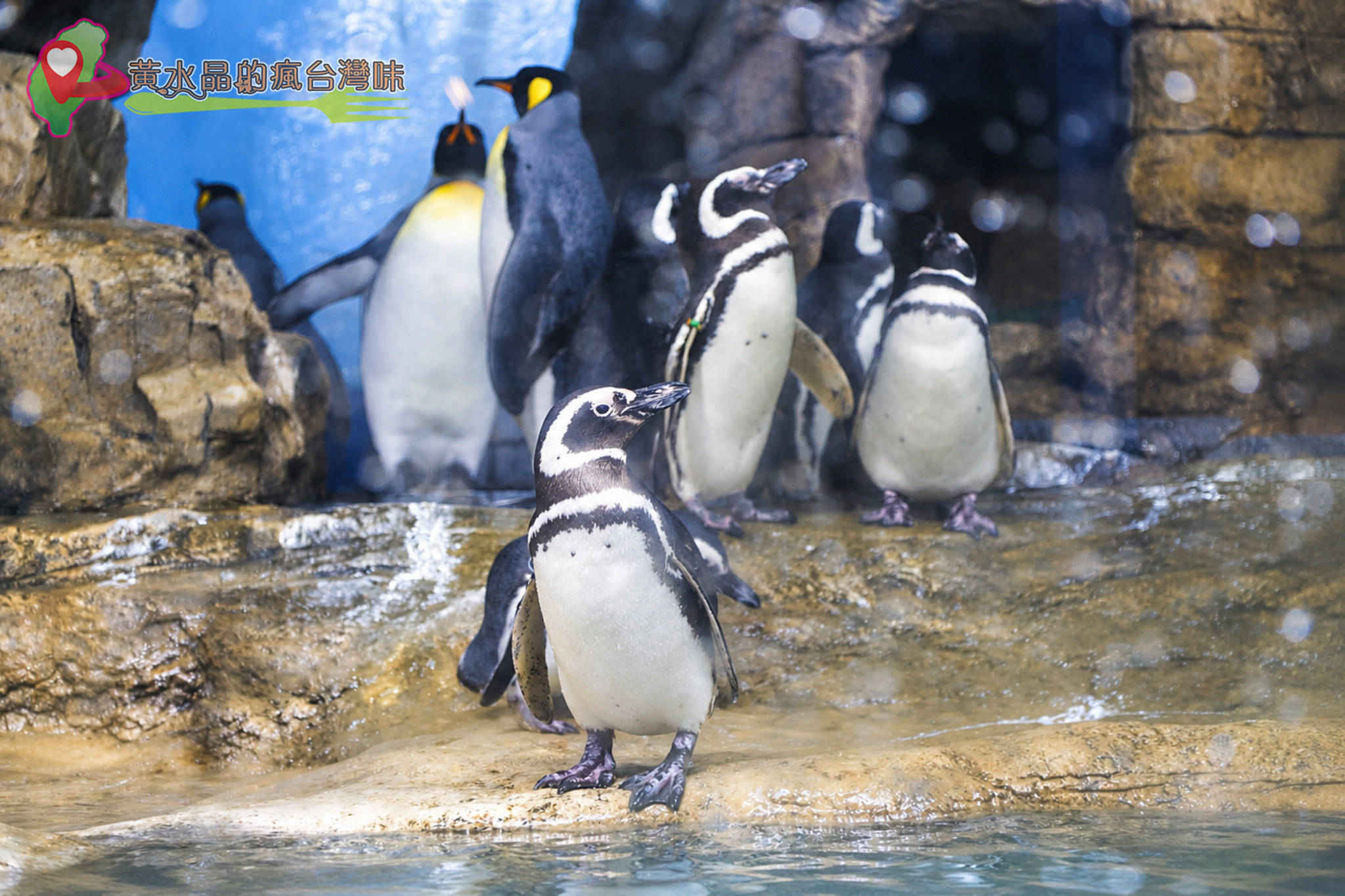 Xpark水族館|企鵝奇遇 Xpark水族館|企鵝奇遇