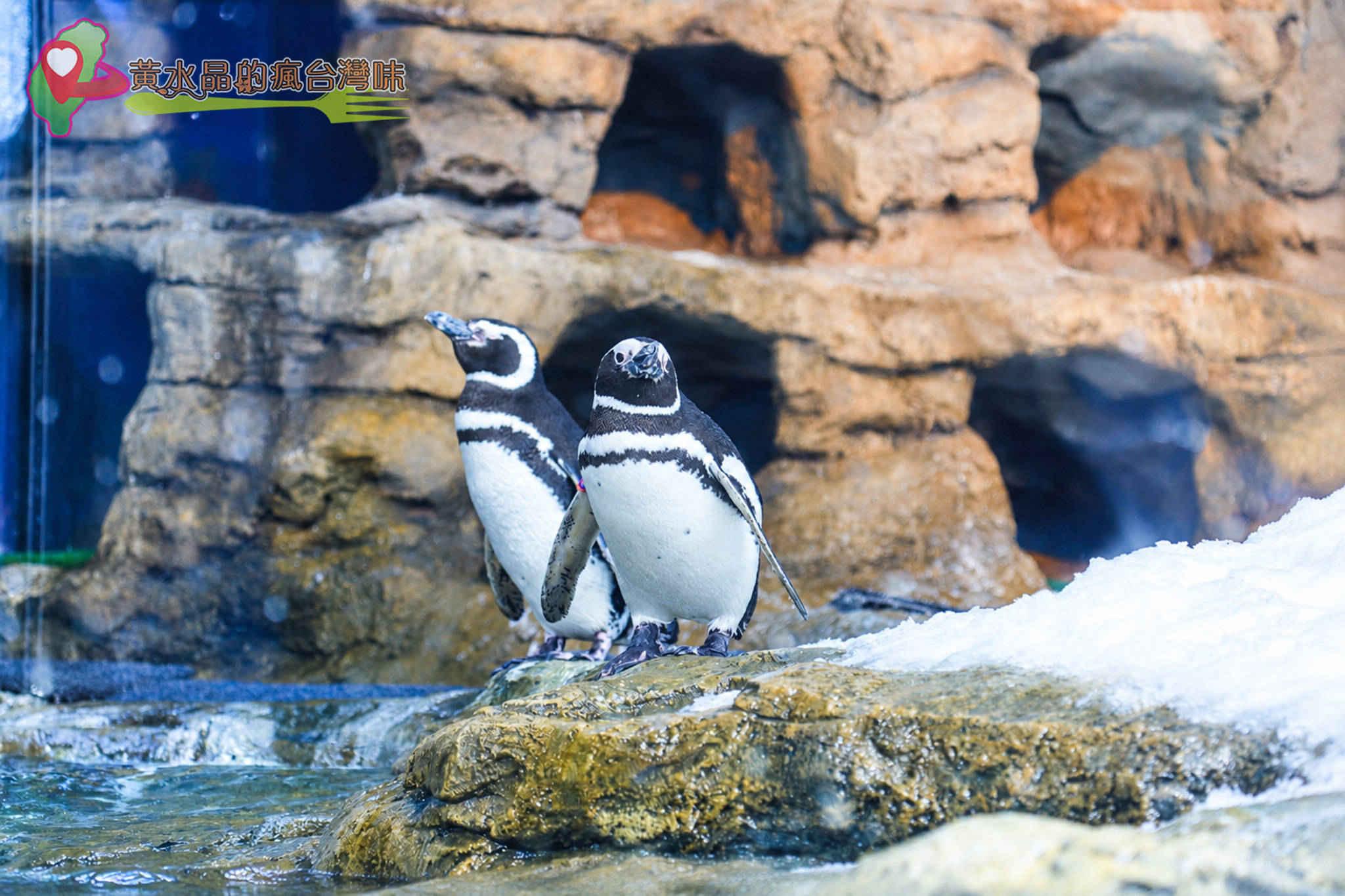 Xpark水族館|企鵝奇遇 Xpark水族館|企鵝奇遇