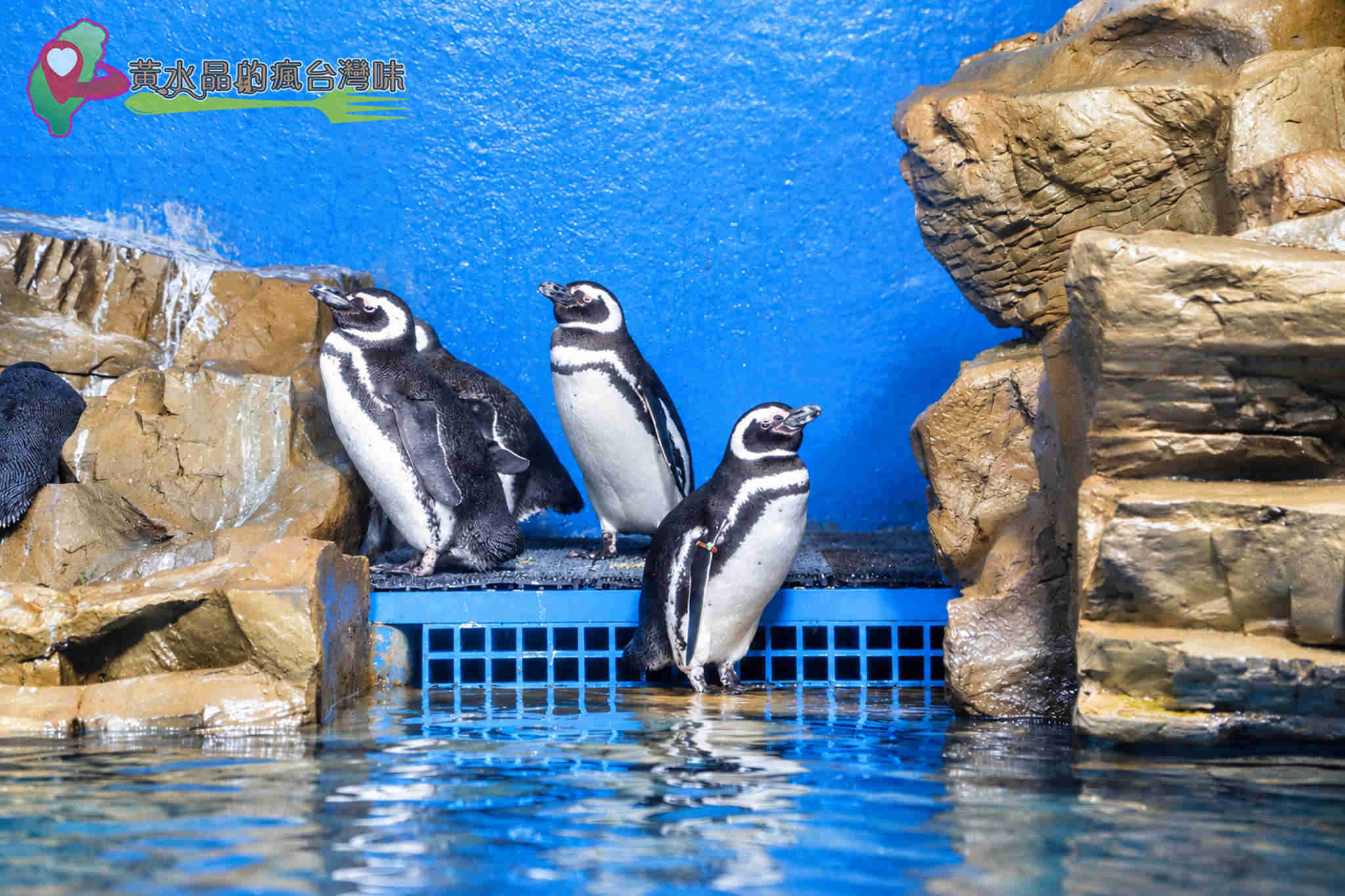 Xpark水族館|企鵝奇遇 Xpark水族館|企鵝奇遇