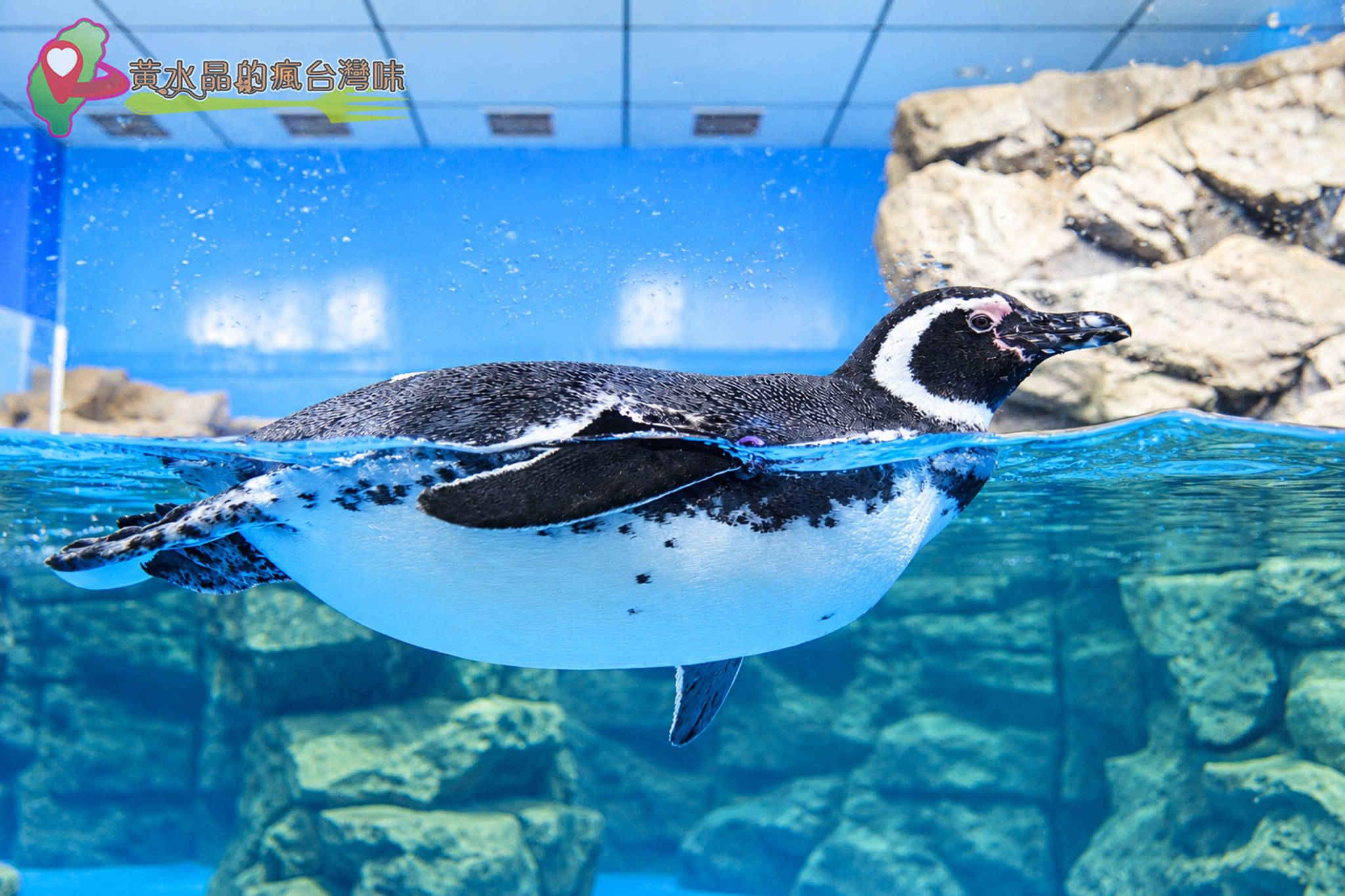 Xpark水族館|企鵝奇遇 Xpark水族館|企鵝奇遇