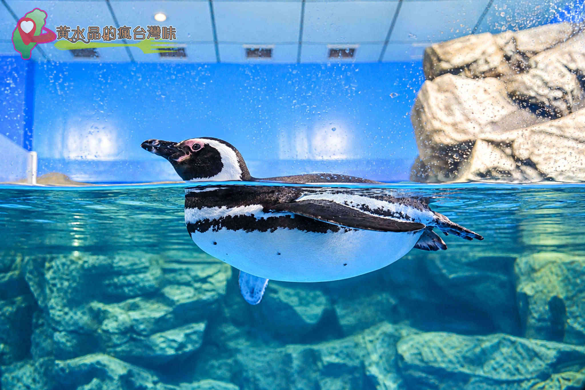 Xpark水族館|企鵝奇遇 Xpark水族館|企鵝奇遇