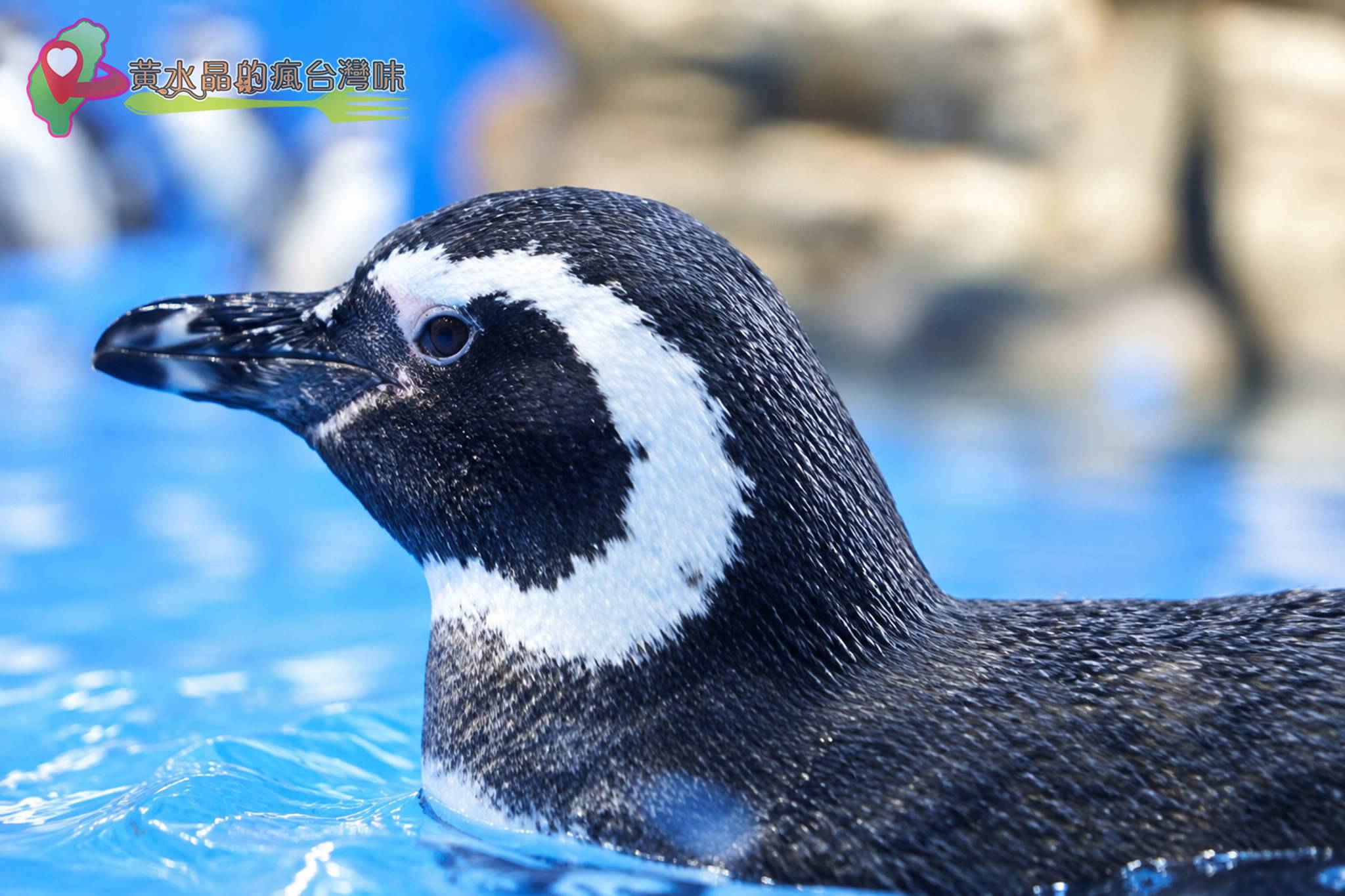 Xpark水族館|企鵝奇遇 Xpark水族館|企鵝奇遇