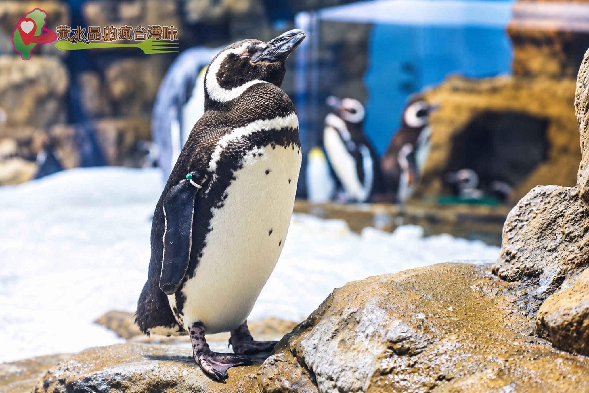Xpark水族館|企鵝奇遇 Xpark水族館|企鵝奇遇