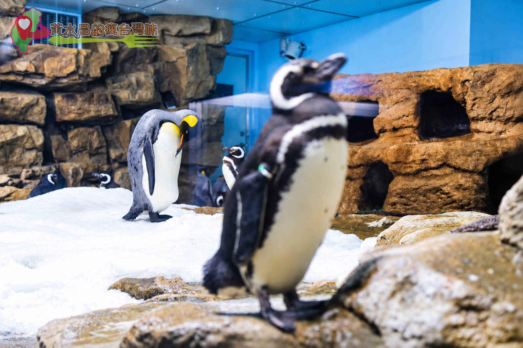 Xpark水族館|企鵝奇遇 Xpark水族館|企鵝奇遇