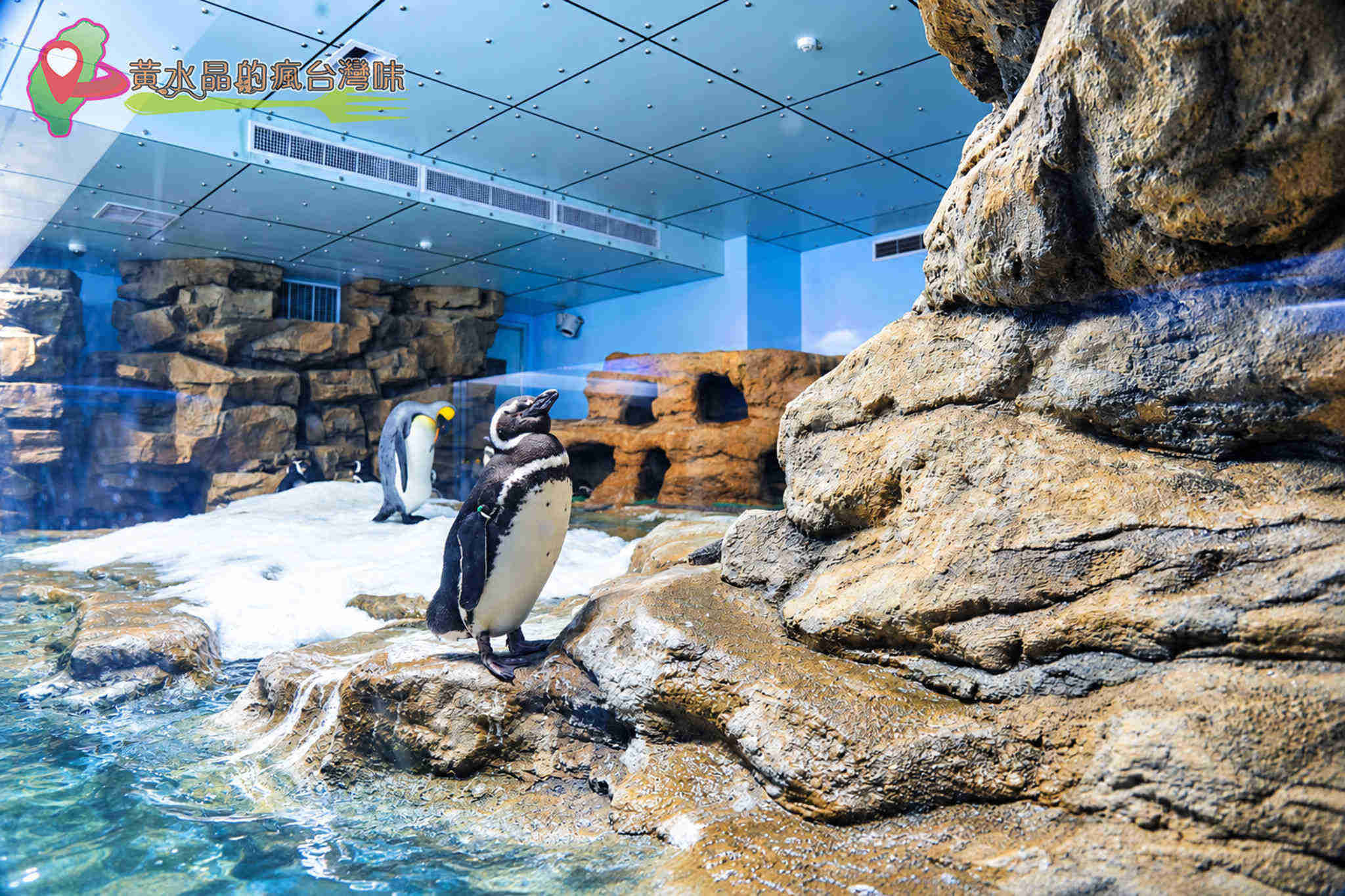 Xpark水族館|企鵝奇遇 Xpark水族館|企鵝奇遇