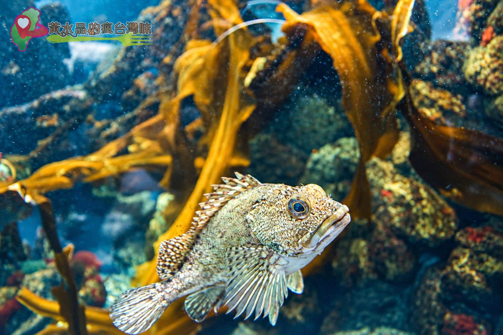 Xpark水族館|暖海生機 Xpark水族館|暖海生機