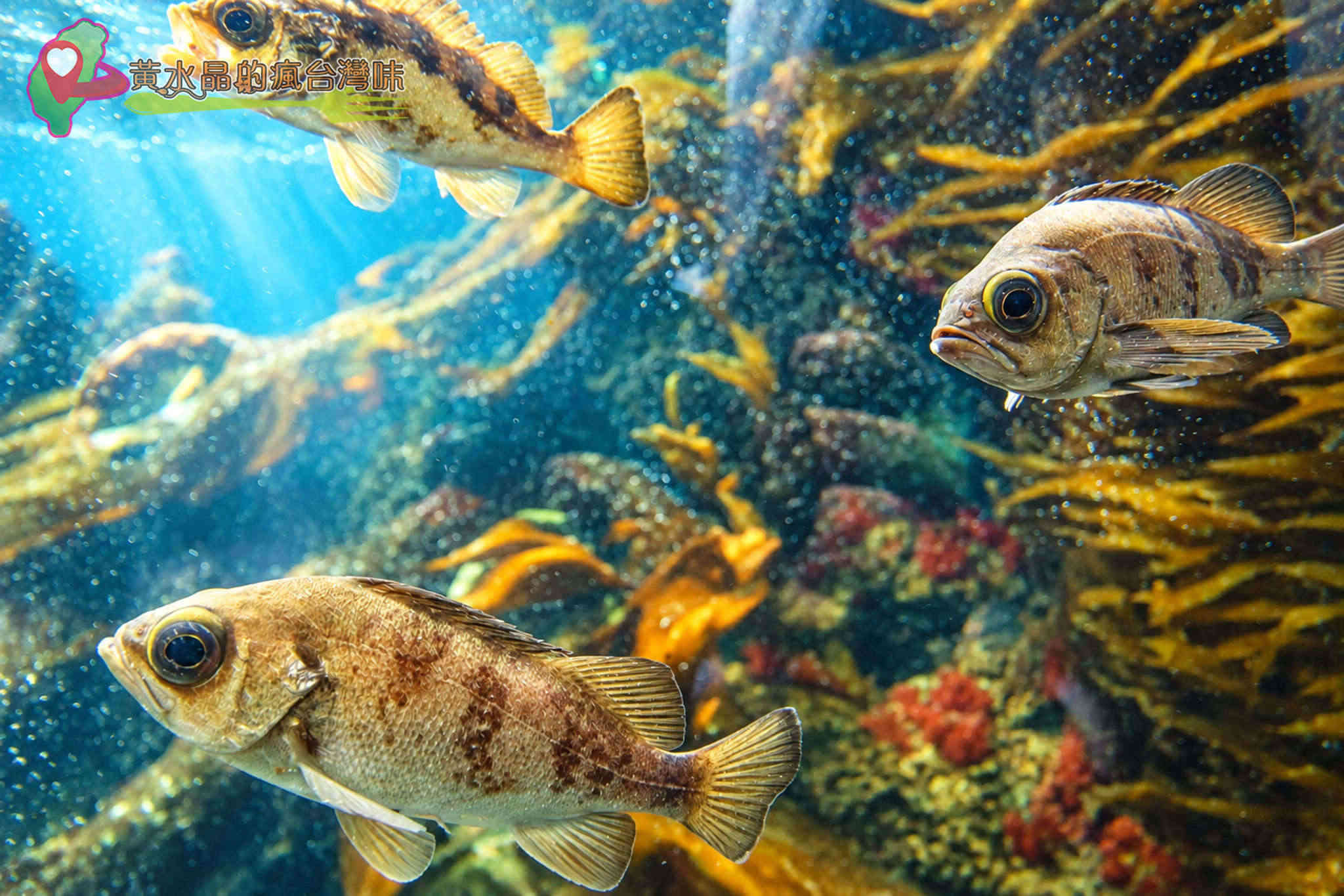 Xpark水族館|暖海生機 Xpark水族館|暖海生機