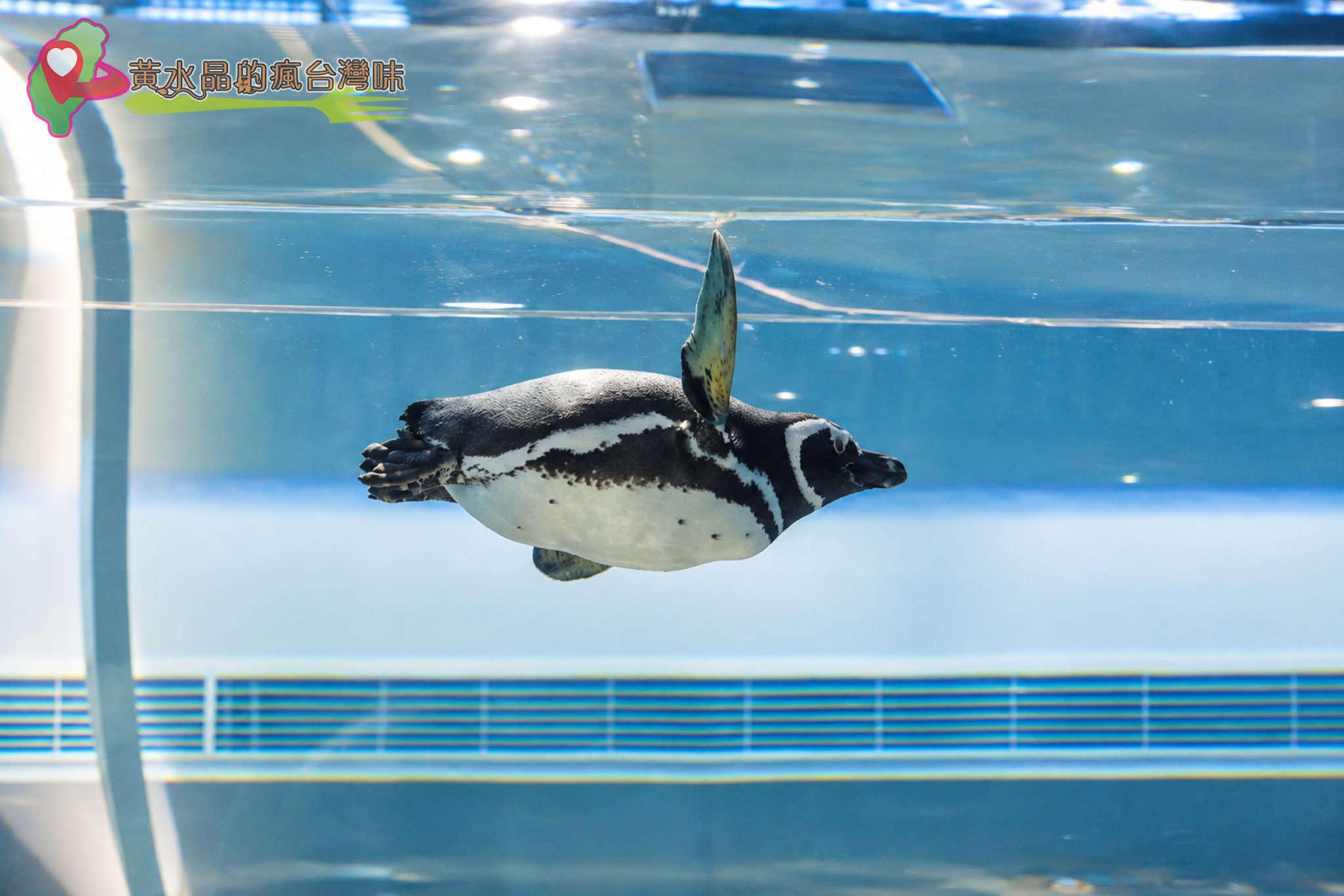 Xpark水族館|Xcafe Xpark水族館|Xcafe