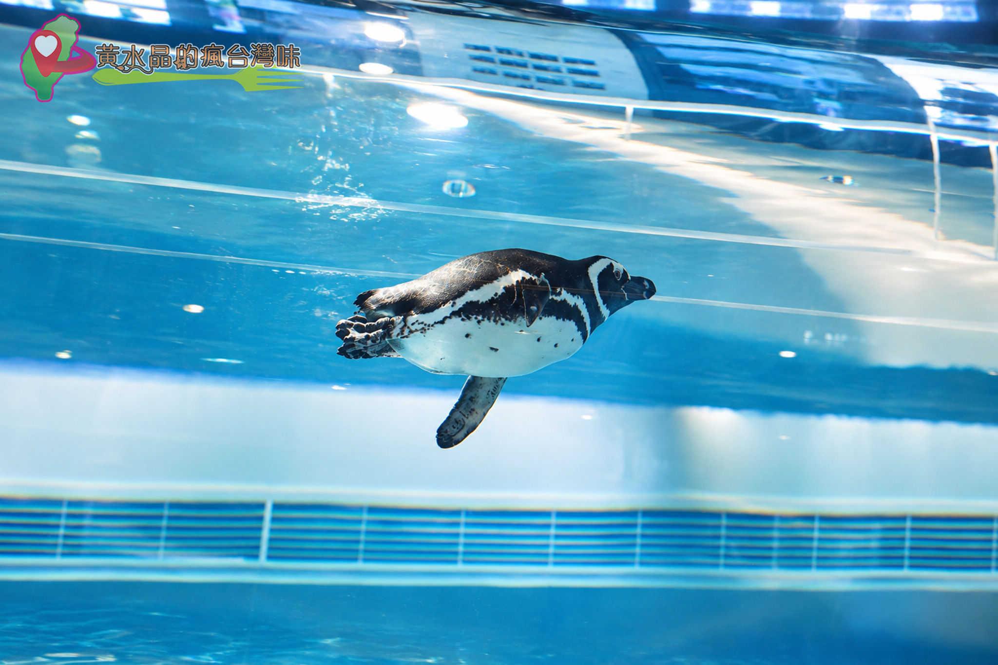 Xpark水族館|Xcafe Xpark水族館|Xcafe
