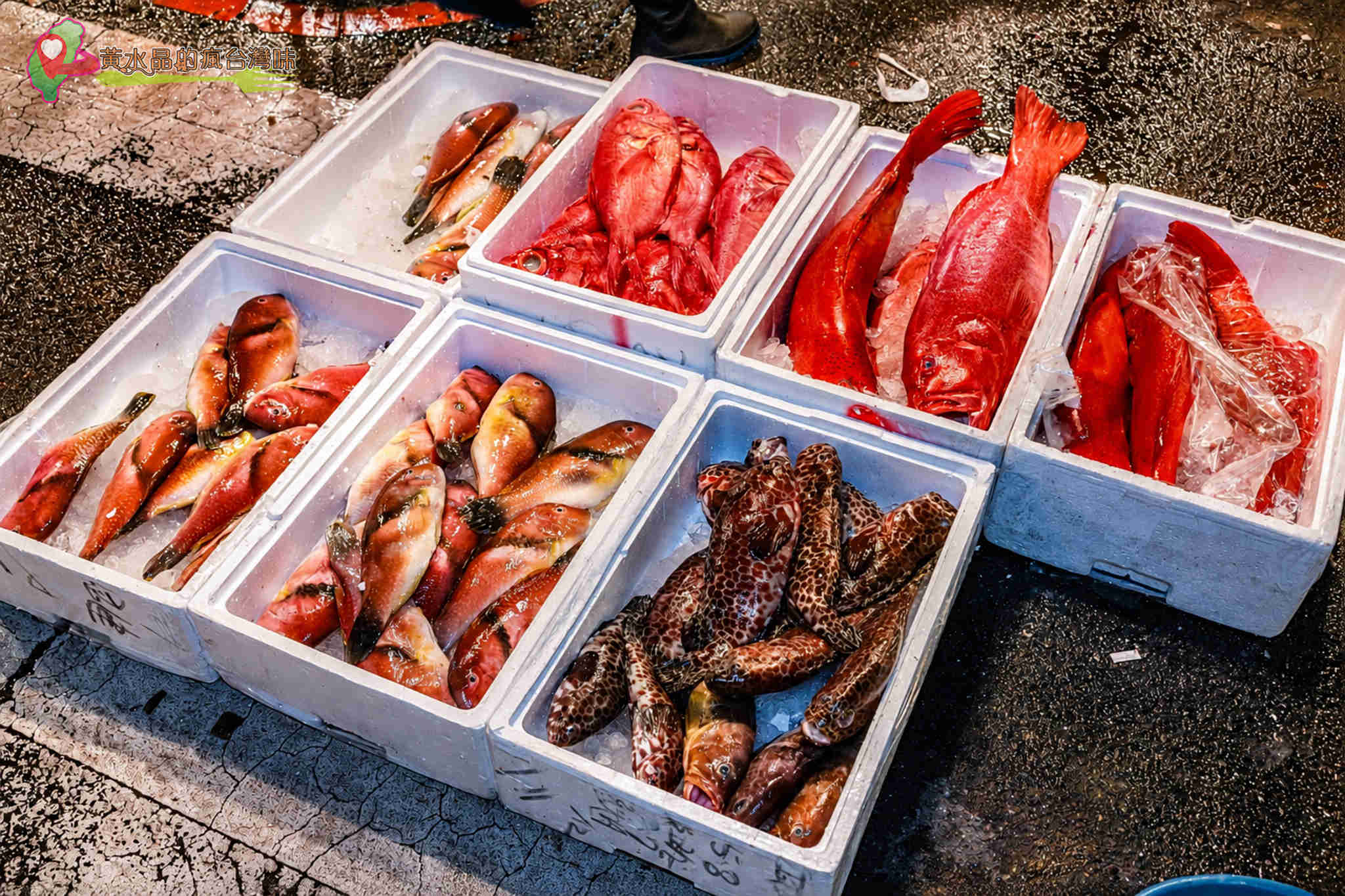 第一次來可以買魚嗎？