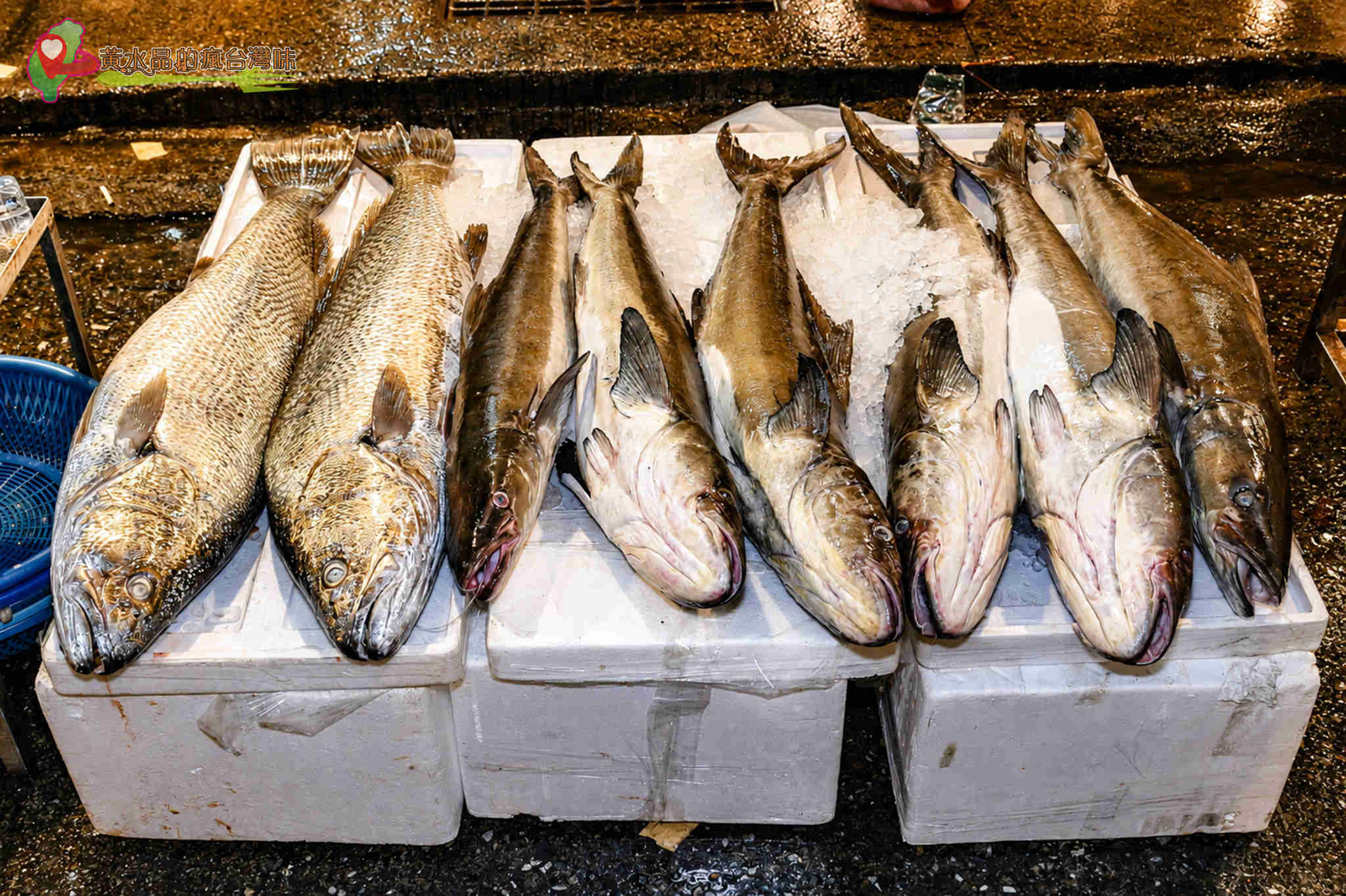第一次來可以買魚嗎？