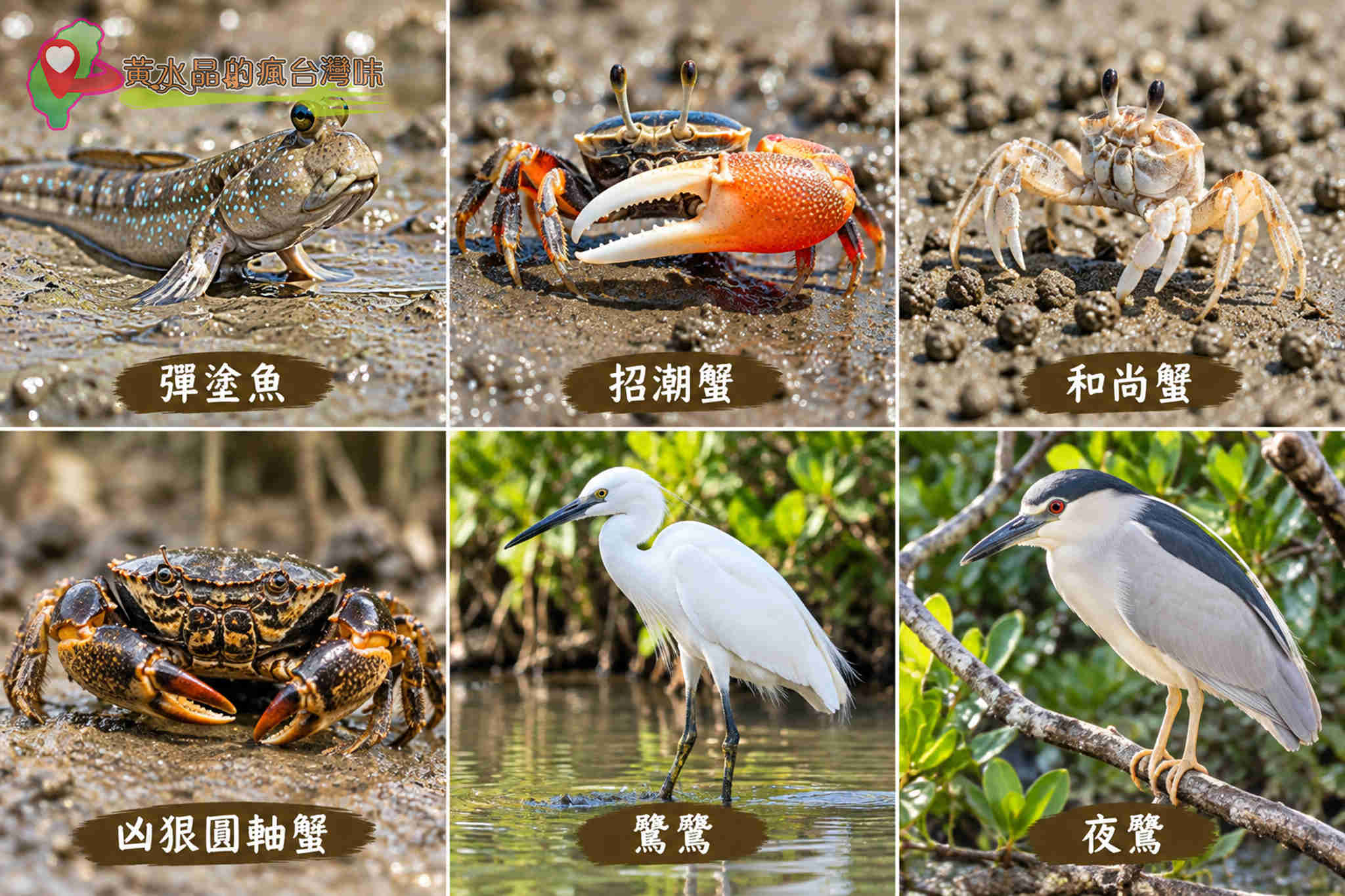 台南四草綠色隧道｜紅樹林生態
