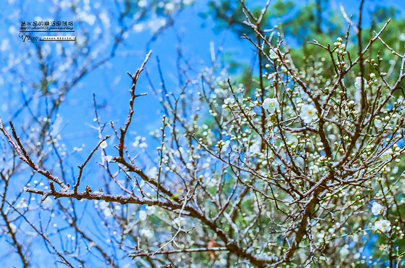 角板山梅花季【復興景點】|桃園冬季賞梅花景點；角板山賞花一日遊懶人包(附公車資訊) @黃水晶的瘋台灣味