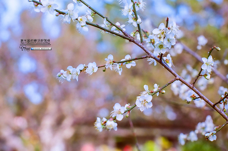 角板山梅花季【復興景點】|桃園冬季賞梅花景點；角板山賞花一日遊懶人包(附公車資訊) @黃水晶的瘋台灣味