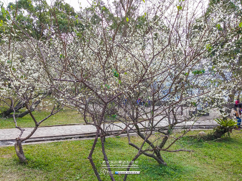 角板山梅花季【復興景點】|桃園冬季賞梅花景點；角板山賞花一日遊懶人包(附公車資訊) @黃水晶的瘋台灣味