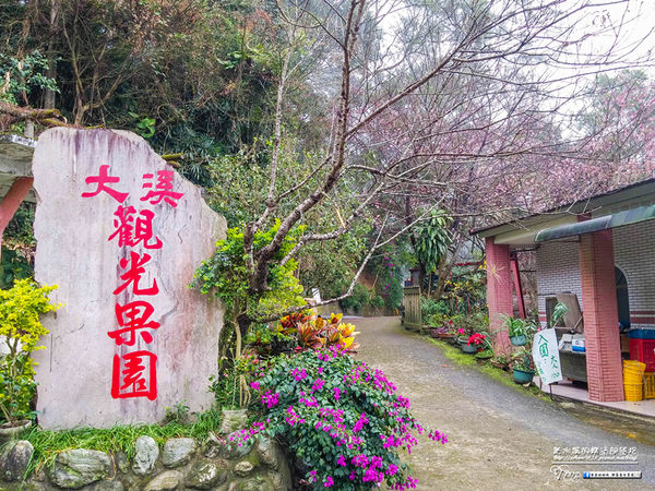 大溪觀光果園【大溪景點】|桃園賞櫻花採水果景點；必須通過國軍彈藥庫的秘境