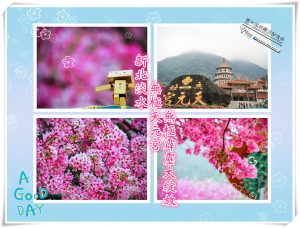 淡水無極天元宮【新北廟宇景點】|新北市淡水賞櫻必來夯點；2015/03/22吉野櫻花況。 @黃水晶的瘋台灣味