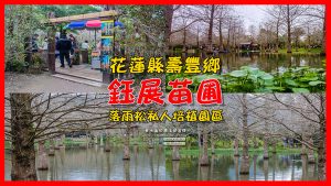 鈺展苗圃【花蓮景點】|壽豐東華大學附近落羽松秘境台九線旁超人氣景點 @黃水晶的瘋台灣味